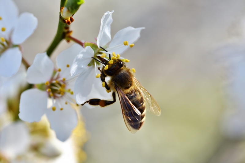 jardinerie-LE CASTELLET-min_bee-4092986